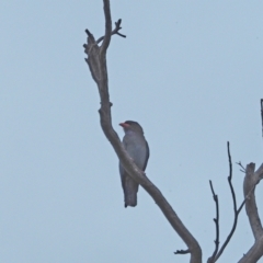 Eurystomus orientalis (Dollarbird) at Molonglo River Reserve - 28 Oct 2021 by wombey