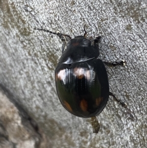 Paropsisterna octosignata at Jerrabomberra, NSW - 28 Oct 2021