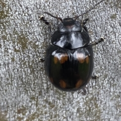 Paropsisterna octosignata at Jerrabomberra, NSW - 28 Oct 2021