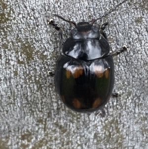 Paropsisterna octosignata at Jerrabomberra, NSW - 28 Oct 2021