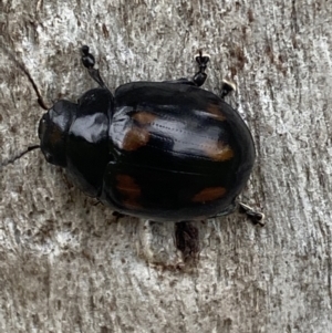 Paropsisterna octosignata at Jerrabomberra, NSW - 28 Oct 2021