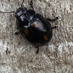 Paropsisterna octosignata at Jerrabomberra, NSW - 28 Oct 2021