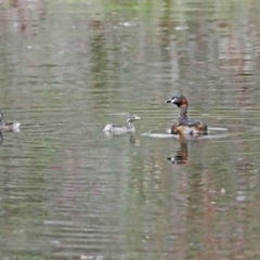 Tachybaptus novaehollandiae (Australasian Grebe) at Kama - 28 Oct 2021 by wombey