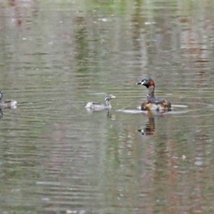 Tachybaptus novaehollandiae at Whitlam, ACT - 28 Oct 2021