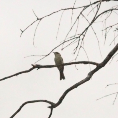 Melithreptus brevirostris (Brown-headed Honeyeater) at Molonglo Valley, ACT - 28 Oct 2021 by wombey