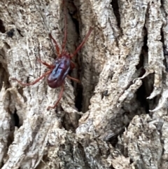 Rainbowia sp. (genus) (A mite) at Jerrabomberra, NSW - 28 Oct 2021 by SteveBorkowskis