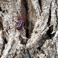 Rainbowia sp. (genus) (A mite) at QPRC LGA - 28 Oct 2021 by Steve_Bok