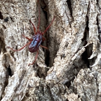 Rainbowia sp. (genus) (A mite) at Jerrabomberra, NSW - 28 Oct 2021 by SteveBorkowskis