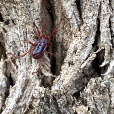 Rainbowia sp. (genus) (A mite) at Jerrabomberra, NSW - 28 Oct 2021 by Steve_Bok