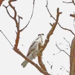 Elanus axillaris (Black-shouldered Kite) at Molonglo Valley, ACT - 28 Oct 2021 by wombey