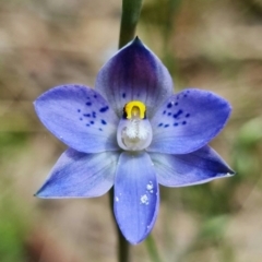 Thelymitra simulata (Graceful Sun-orchid) at Block 402 - 28 Oct 2021 by RobG1