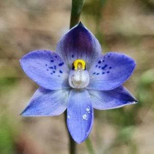 Thelymitra simulata at Stromlo, ACT - 28 Oct 2021