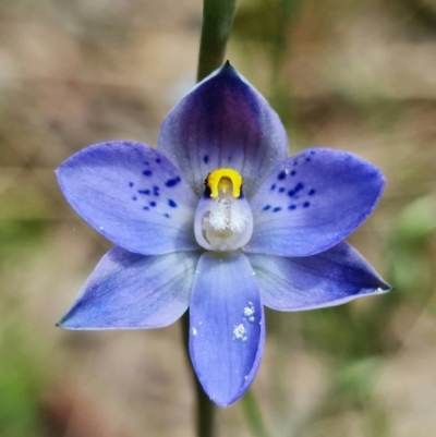 Thelymitra simulata (Graceful Sun-orchid) at Block 402 - 28 Oct 2021 by RobG1
