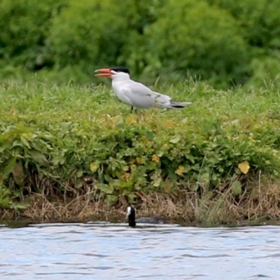 Hydroprogne caspia (Caspian Tern) at Fyshwick Sewerage Treatment Plant - 28 Oct 2021 by RodDeb