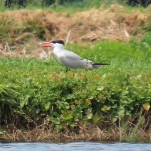 Hydroprogne caspia at Fyshwick, ACT - 28 Oct 2021