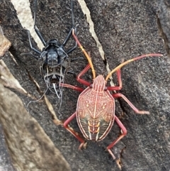 Theseus modestus (Gum tree shield bug) at Jerrabomberra, NSW - 28 Oct 2021 by SteveBorkowskis