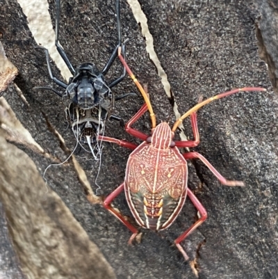 Theseus modestus (Gum tree shield bug) at Jerrabomberra, NSW - 28 Oct 2021 by Steve_Bok
