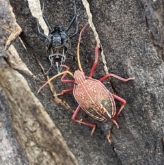 Theseus modestus at Jerrabomberra, NSW - 28 Oct 2021