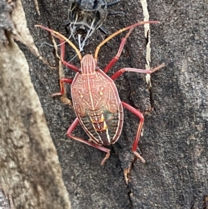 Theseus modestus at Jerrabomberra, NSW - 28 Oct 2021