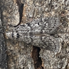 Heteromicta pachytera (Galleriinae subfamily moth) at QPRC LGA - 28 Oct 2021 by Steve_Bok