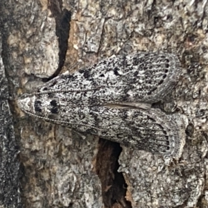 Heteromicta pachytera at Jerrabomberra, NSW - 28 Oct 2021 05:49 PM