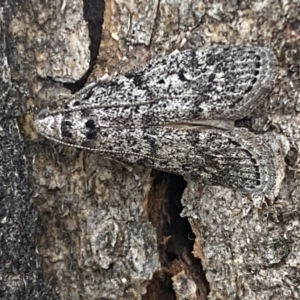 Heteromicta pachytera at Jerrabomberra, NSW - 28 Oct 2021 05:49 PM