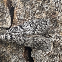 Heteromicta pachytera at Jerrabomberra, NSW - 28 Oct 2021 05:49 PM