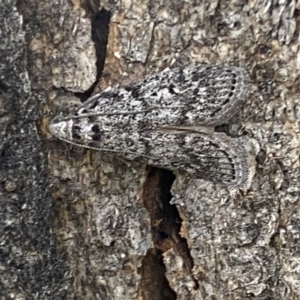 Heteromicta pachytera at Jerrabomberra, NSW - 28 Oct 2021 05:49 PM