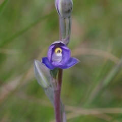 Thelymitra brevifolia (Short-leaf Sun Orchid) at Sutton, NSW - 28 Oct 2021 by mlech