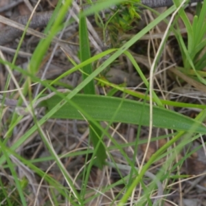 Thelymitra brevifolia at Sutton, NSW - 28 Oct 2021