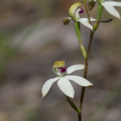 Caladenia cucullata at Sutton, NSW - 28 Oct 2021
