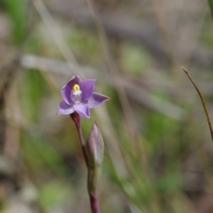 Thelymitra pauciflora at Sutton, NSW - 28 Oct 2021