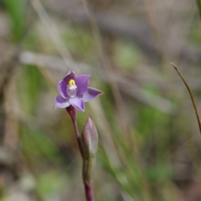 Thelymitra pauciflora (Slender Sun Orchid) at Sutton, NSW - 28 Oct 2021 by mlech