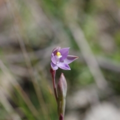 Thelymitra pauciflora at Sutton, NSW - 28 Oct 2021