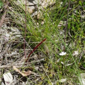 Thelymitra pauciflora at Sutton, NSW - 28 Oct 2021