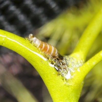 Bathyllus albicinctus (Spittlebug, Froghopper) at The Pinnacle - 26 Oct 2021 by AlisonMilton