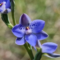 Thelymitra juncifolia (Dotted Sun Orchid) at Block 402 - 28 Oct 2021 by RobG1
