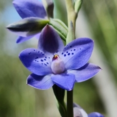 Thelymitra juncifolia at Stromlo, ACT - suppressed