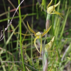 Lyperanthus suaveolens at Sutton, NSW - suppressed