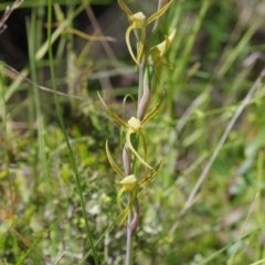 Lyperanthus suaveolens at Sutton, NSW - suppressed