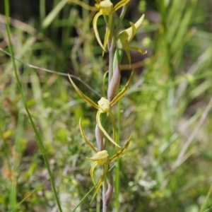 Lyperanthus suaveolens at Sutton, NSW - 28 Oct 2021