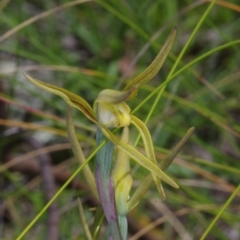 Lyperanthus suaveolens at Sutton, NSW - 28 Oct 2021