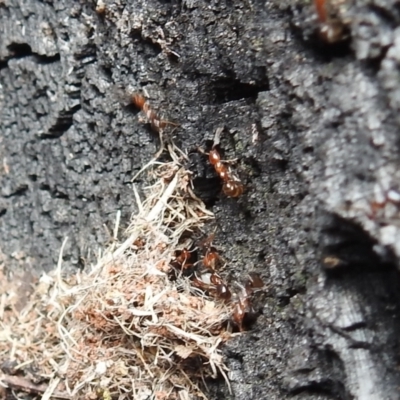 Papyrius sp. (genus) (A Coconut Ant) at Kambah, ACT - 28 Oct 2021 by HelenCross