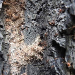 Papyrius sp. (genus) at Kambah, ACT - 28 Oct 2021