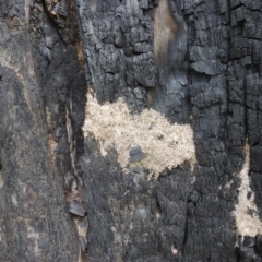 Papyrius sp. (genus) at Kambah, ACT - 28 Oct 2021