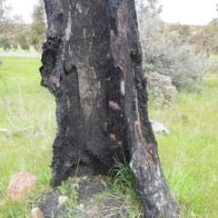 Papyrius sp. (genus) at Kambah, ACT - 28 Oct 2021