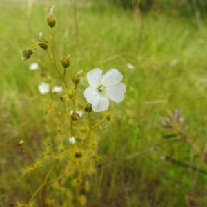 Drosera gunniana at Kambah, ACT - suppressed