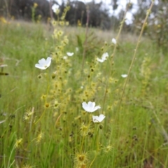 Drosera gunniana at Kambah, ACT - suppressed