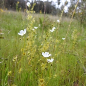 Drosera gunniana at Kambah, ACT - suppressed