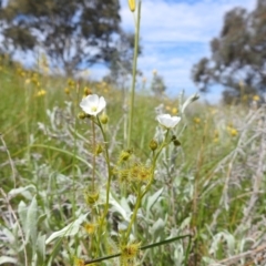 Drosera gunniana at Kambah, ACT - suppressed